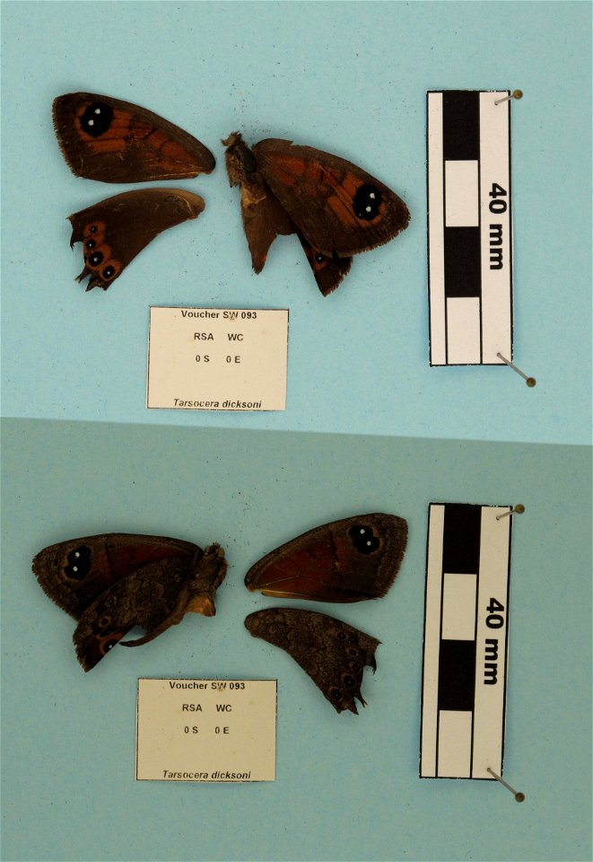 South Africa.  Western Cape:,  Price et al 2011. Syst Ent,   <a href="http://nymphalidae.utu.fi/story.php?code=SW-093" rel="nofollow">nymphalidae.utu.fi/story.php?code=SW-093</a>