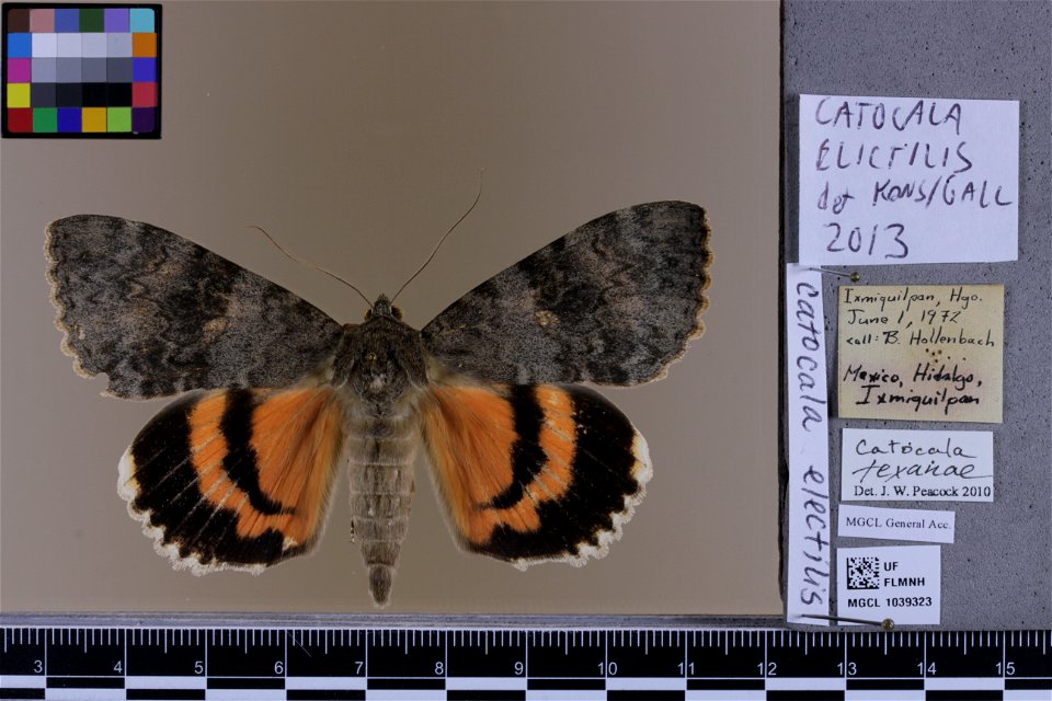 Florida Museum of Natural History, McGuire Center for Lepidoptera and Biodiversity
Catalog #: MGCL_1039323
Taxon: Catocala electilis Walker, [1858] (dorsal)
Family: Erebidae

Locality: Mexico