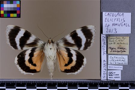 Florida Museum of Natural History, McGuire Center for Lepidoptera and Biodiversity
Catalog #: MGCL_1039323
Taxon: Catocala electilis Walker, [1858] (ventral)
Family: Erebidae

Locality: Mexico
