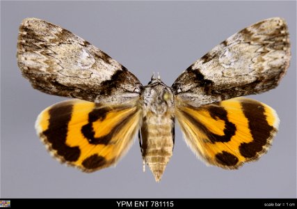 Yale Peabody Museum, Entomology Division Catalog #: YPM ENT 781115 Taxon: Catocala lincolnana Brower (dorsal) Family: Erebidae Taxon Remarks: Animals and Plants: Invertebrates - Insects Collector: Jef photo