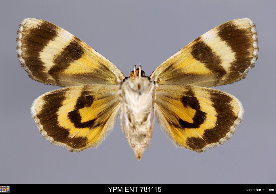 Yale Peabody Museum, Entomology Division Catalog #: YPM ENT 781115 Taxon: Catocala lincolnana Brower (ventral) Family: Erebidae Taxon Remarks: Animals and Plants: Invertebrates - Insects Collector: Je photo