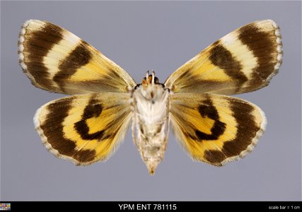 Yale Peabody Museum, Entomology Division
Catalog #: YPM ENT 781115
Taxon: Catocala lincolnana Brower (ventral)
Family: Erebidae
Taxon Remarks: Animals and Plants: Invertebrates - Insects
Collector: Je