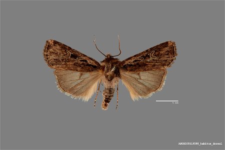 Arizona State University Hasbrouck Insect Collection
Catalog #: ASUHIC0119598
Taxon: Euxoa agema (Strecker)
Family: Noctuidae
Determiner: Kelly Richers (2014)
Collector: Kelly Richers
Date: 2013-08-08