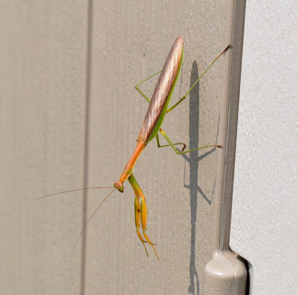 Mantis praying brown pray