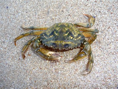 Male Mediterranean green crab on a night beach. The Black sea. photo