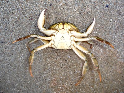 Male Mediterranean green crab on a night beach. The Black sea. photo