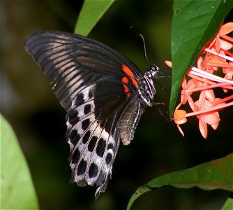 Blue Mormon _Papilio polymnestor photo