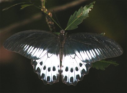 Blue Mormon _Papilio polymnestor