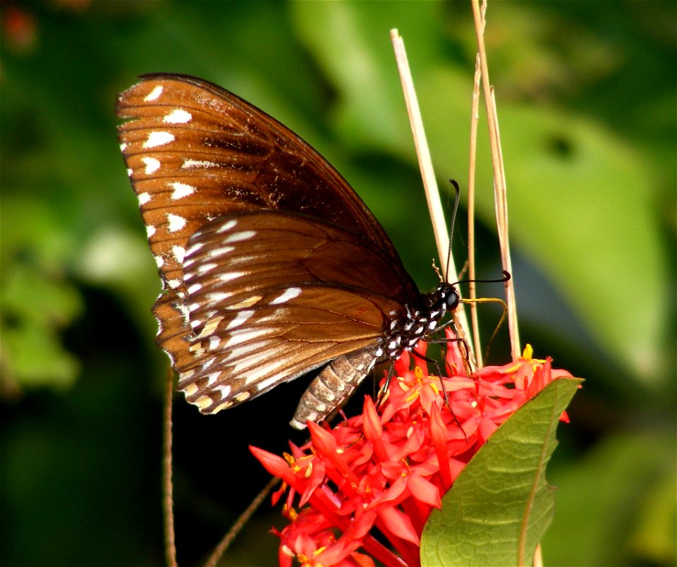 Common Mime_Papilio Clytia (form clytia)