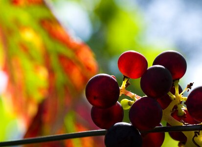Backlighting bright vine