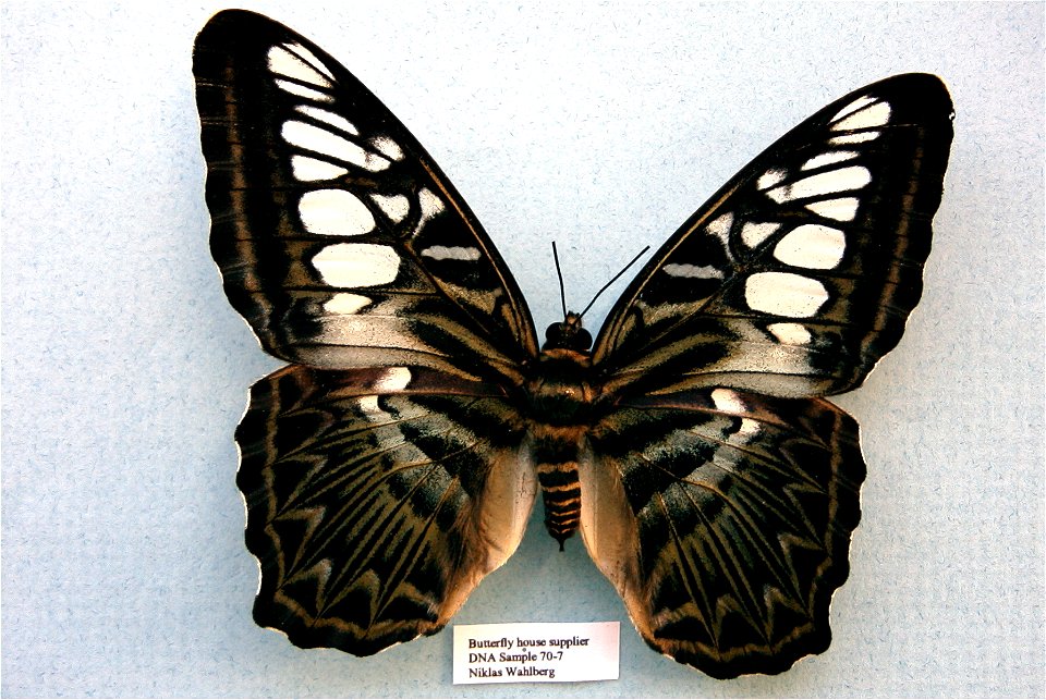 Butterfly house supplier.   MPE 2003, Sys Bio 2008, PRS 2009, PRS 2011,  Phylogenomics, Exemplar, PBStest,  <a href="http://nymphalidae.utu.fi/story.php?code=NW70-7" rel="nofollow">see in our da