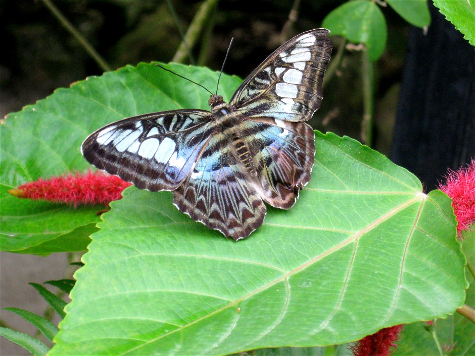 A butterfly perching on a leaf at a butterfly garden in St. Martin.