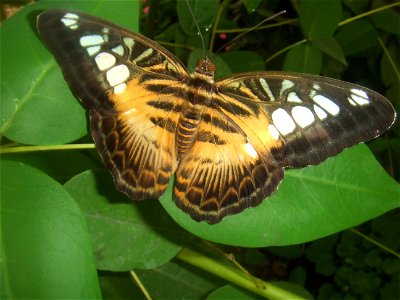 Parthenos sylvia, picture taken at the Passiflorahoeve in Harskamp, The Netherlands photo