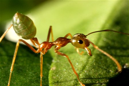 Green Tree Ant at two times life size magnification.