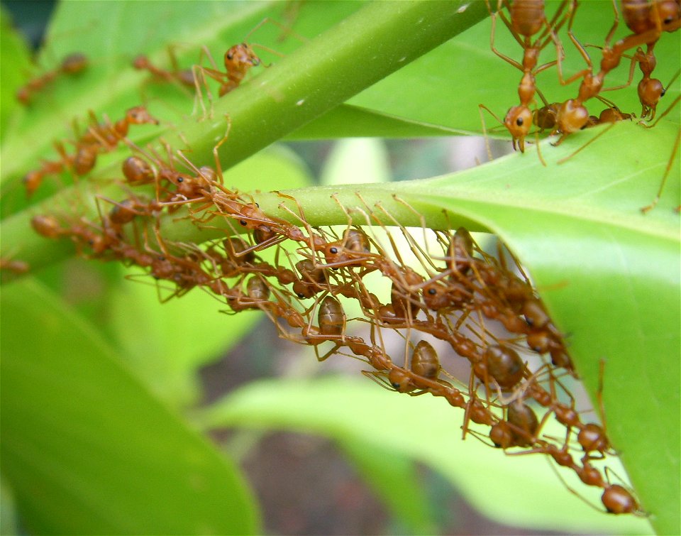 Nest construction by Oecophylla smaragdina workers, Thailand