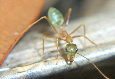 Green Tree Ant (Oecophylla smaragdina), North Queensland, Australia. photo
