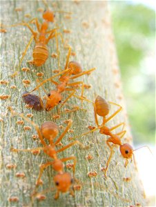 Oecophylla smaragdina (Weaver ant), Thailand