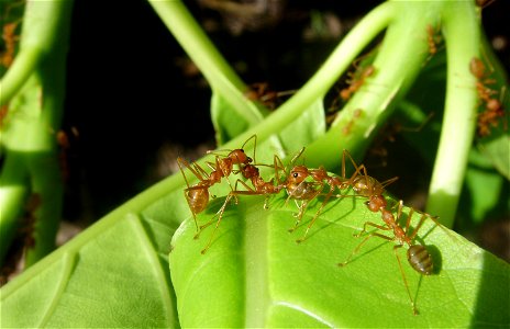 Oecophylla smaragdina major workers inspecting and cleaning another worker on it's return to the nest, Thailand photo