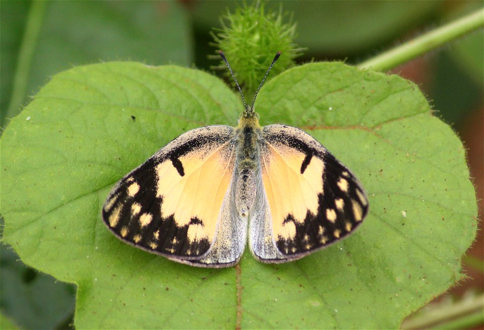 Colotis amata Fabricius, 1775 – Small Salmon Arab