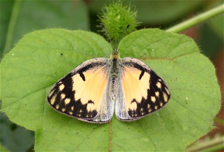 Colotis amata Fabricius, 1775 – Small Salmon Arab photo