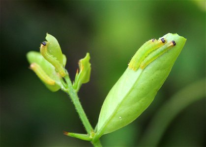 Colotis amata Fabricius, 1775 – Small Salmon Arab photo