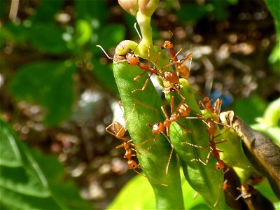 Weaver ants (Oecophylla smaragdina), northern part of Buton Island, Southeast Sulawesi, Indonesia photo