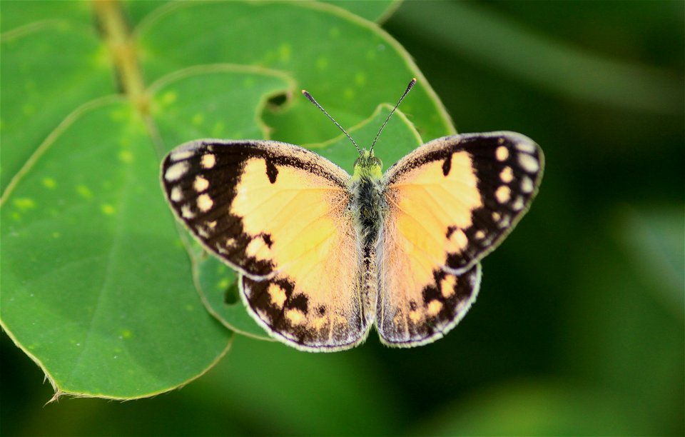 Colotis amata Fabricius, 1775 – Small Salmon Arab