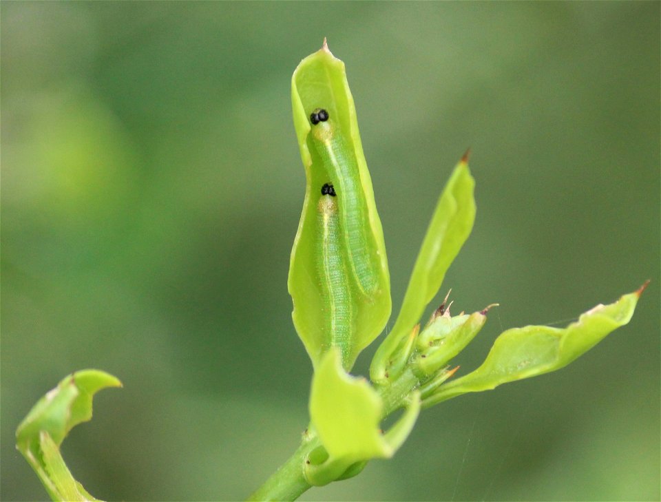 Caterpillars on Azima tetracantha