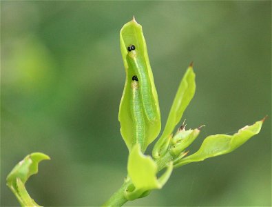 Caterpillars on Azima tetracantha photo
