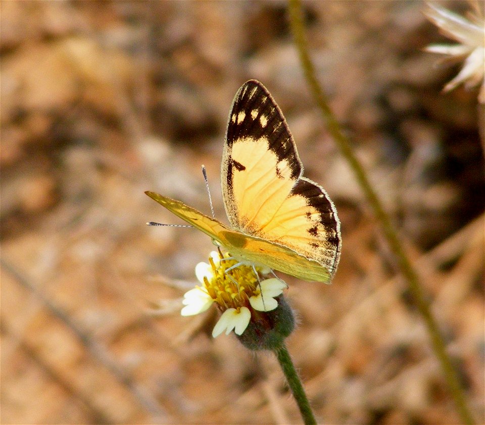 Small Salmon Arab, Colotis amata