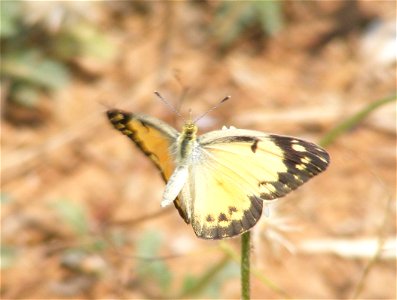 Small Salmon Arab, Colotis amata