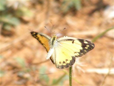 Small Salmon Arab, Colotis amata photo