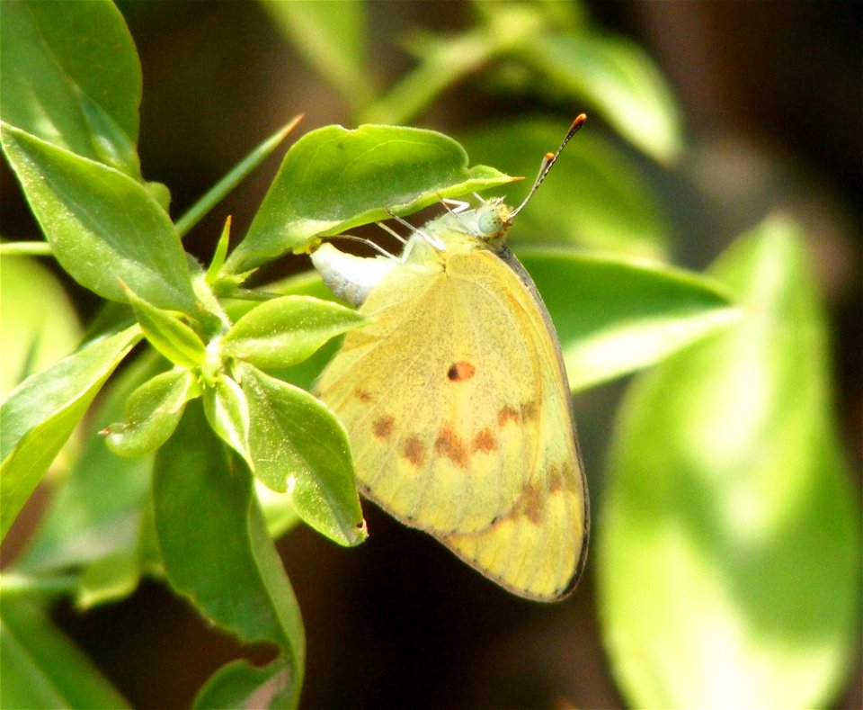 Egg laying