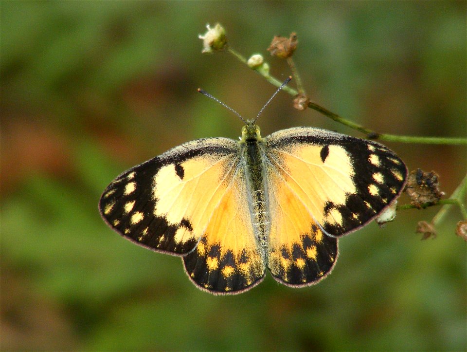 Small Salmon Arab_Colotis amata
