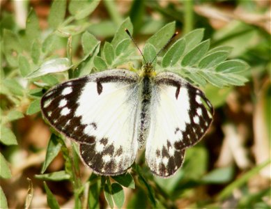 Small Salmon Arab_Colotis amata photo