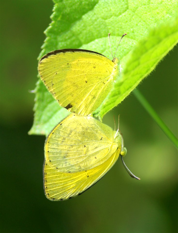 Eurema brigitta Stoll, 1780 – Small Grass Yellow