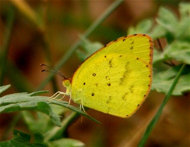 Dry season form photo