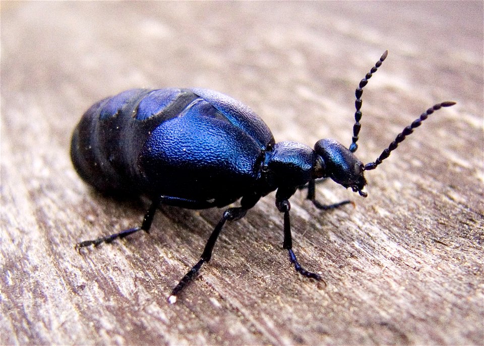 Meloe proscarabaeus

lt:Paprastasis gegužvabalis