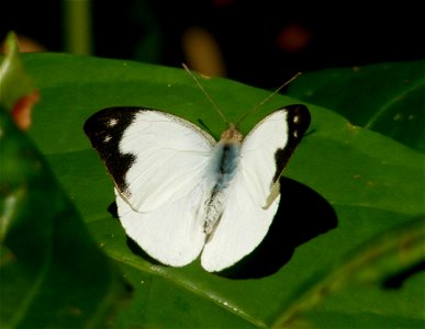 No black border on hind wing