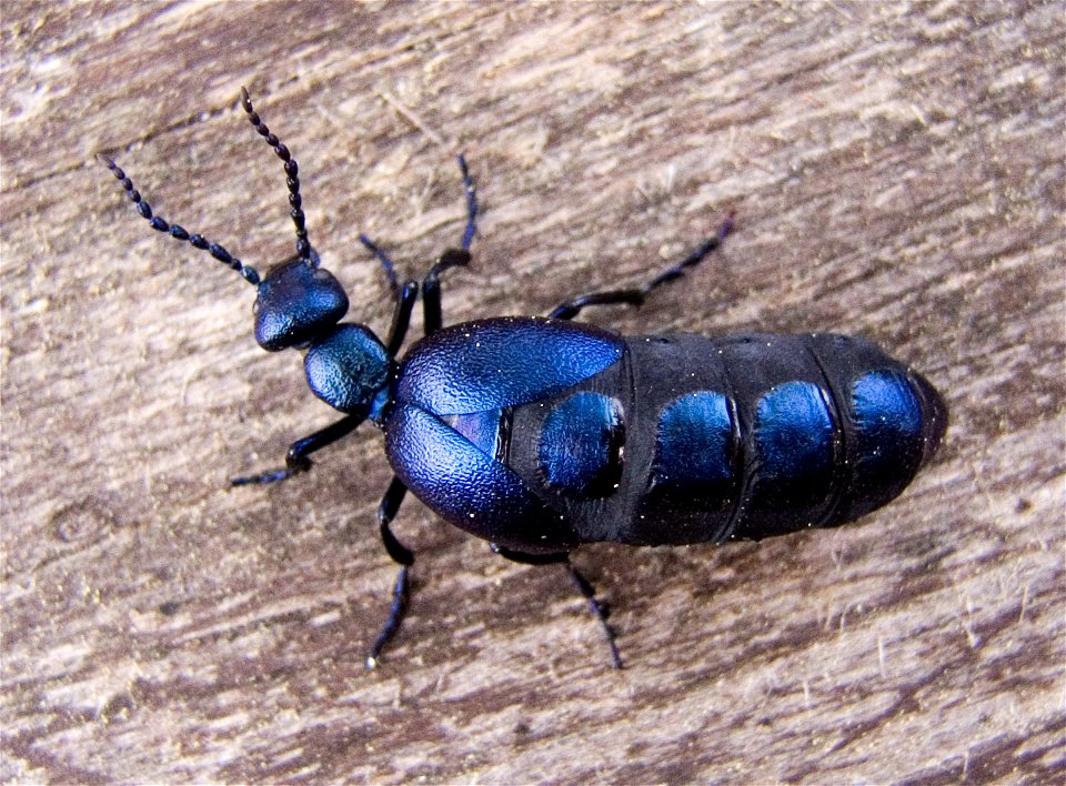 Meloe proscarabaeus

lt:Paprastasis gegužvabalis