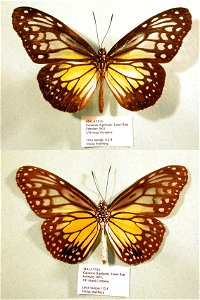 MALAYSIA. Cameron Highlands, Tanah Rata, PRS 2009, Sys&Bio2010, Exemplar, <a href="http://nymphalidae.utu.fi/story.php?code=NW112-8" rel="nofollow">see in our database</a> photo
