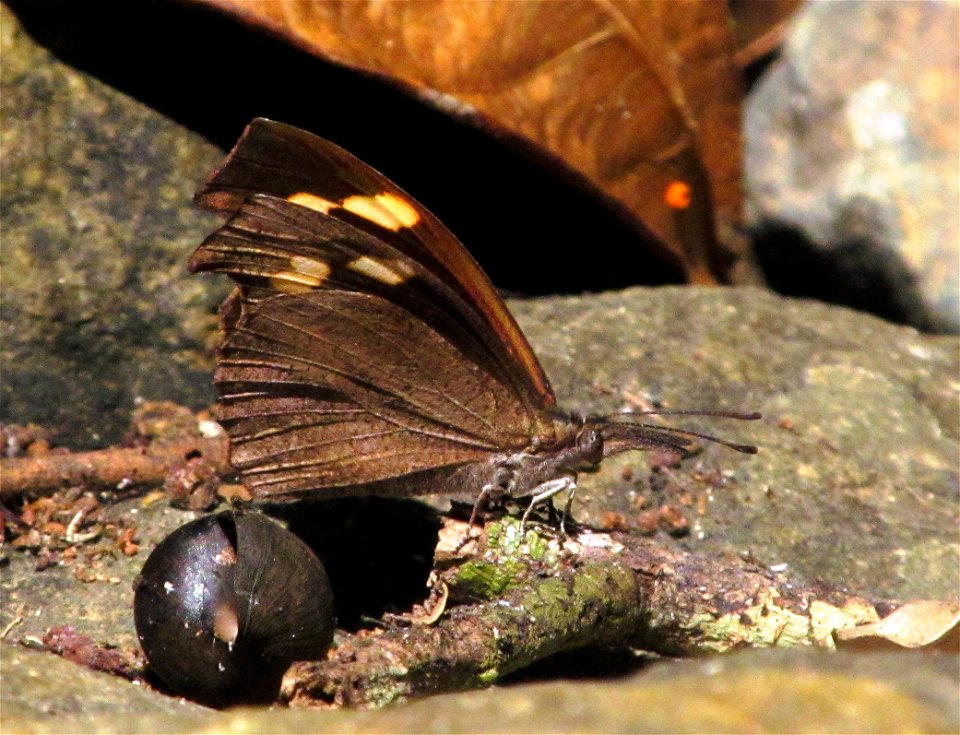 Club Beak (Libythea myrrha)