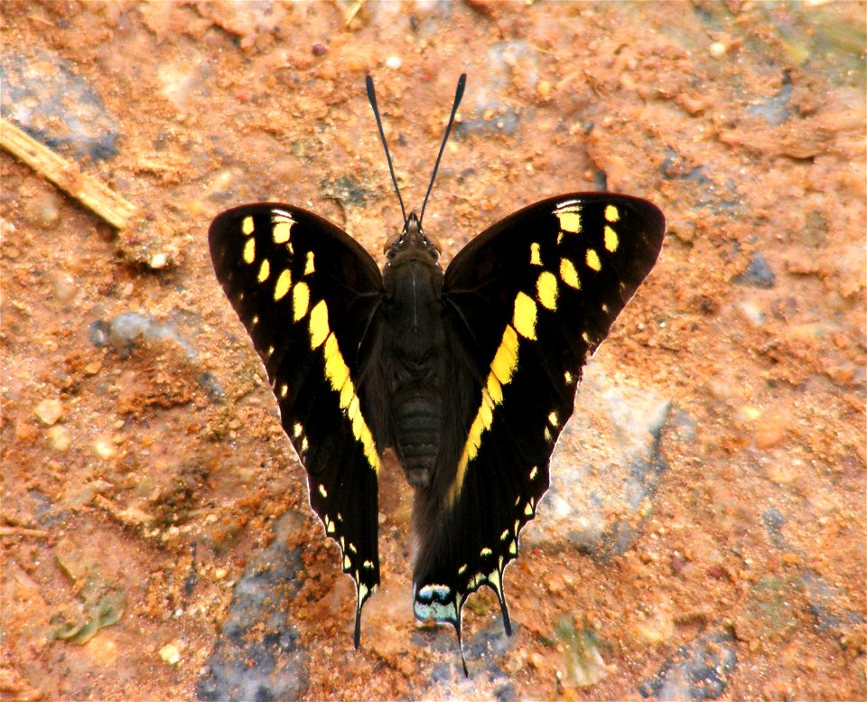 Black Rajah_Charaxes Solon