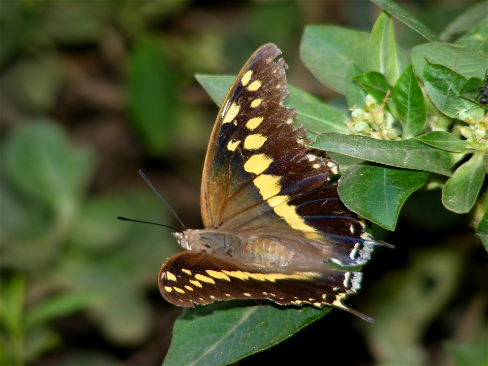 Black Rajah _Charaxes solon
