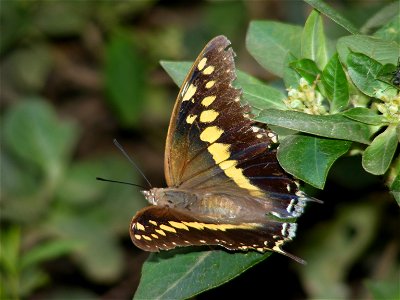 Black Rajah _Charaxes solon