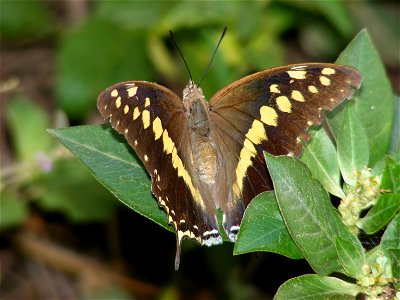 Black Rajah _Charaxes solon