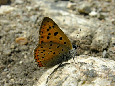 Lycaena alciphron (Lycaenidae). Guadarrama, Madrid, España.