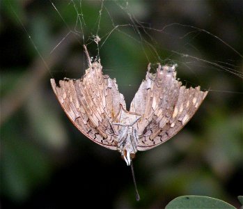 Black Rajah_Charaxes solon photo