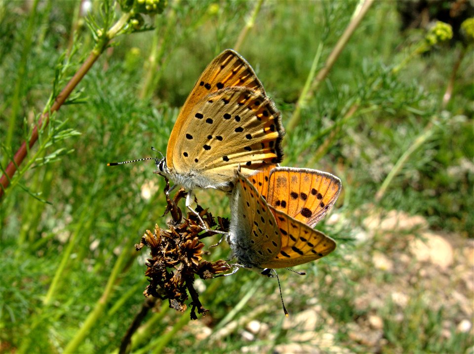 Lycaena alciphron (Lycaenidae). Cercedilla, Madrid, España.