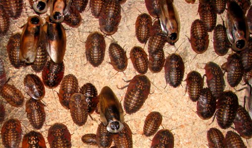 subadult and adult Blaberus craniifer (adults with different coloured flies)